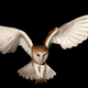 Illustration for article titled Last Call: Why would you let an owl be the ring-bearer?
